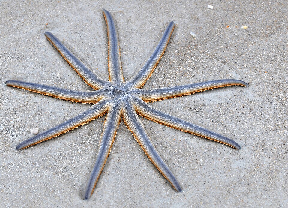 Nine Armed Sea Star